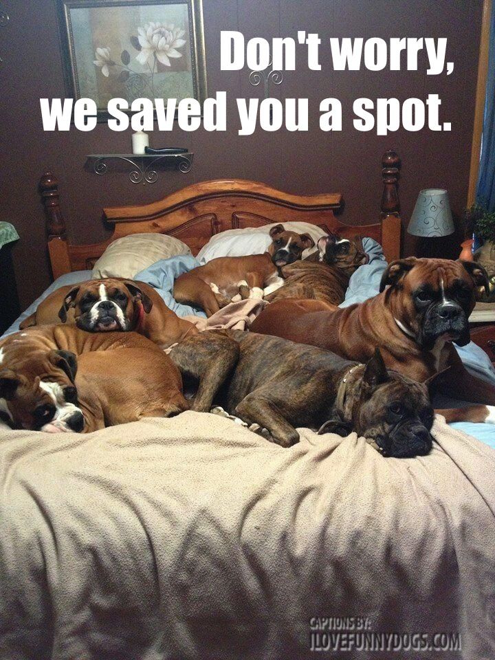 bed-full-of-dogs.jpg