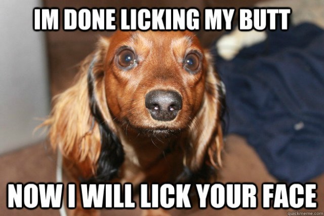 dog-lick-butt