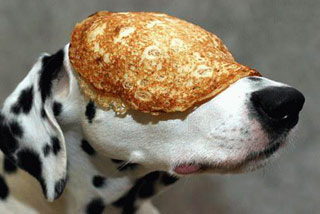 dog-pancake