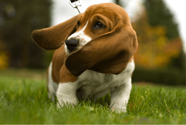 hound dog image