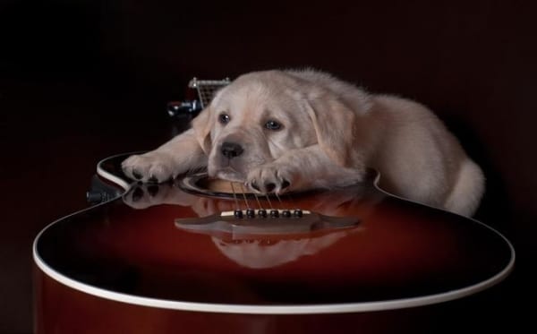 sad puppy guitar