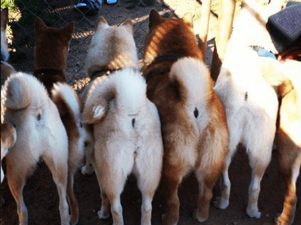 pack of shiba butts 2
