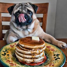 pug pancakes
