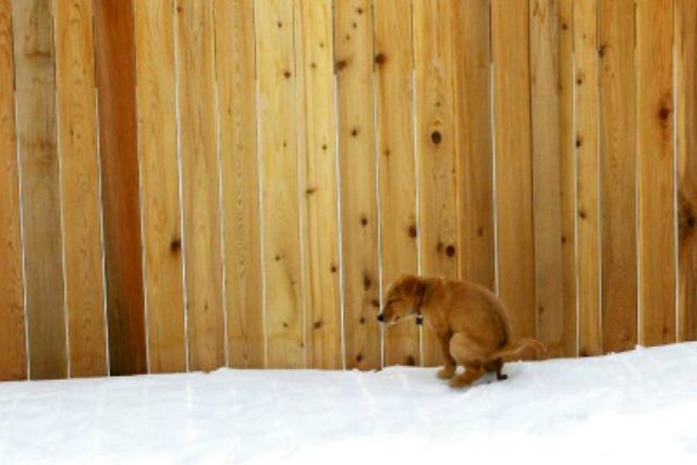 puppy-poop-snow