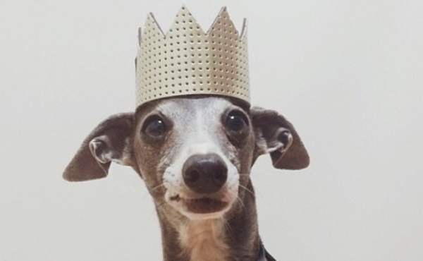 spoiled-dog-with-crown