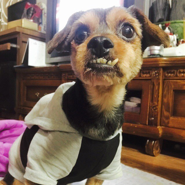 pup_teeth_crooked