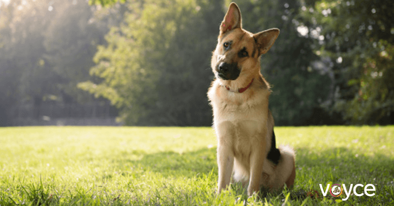 Dogs Detect Thyroid Cancer Voyce
