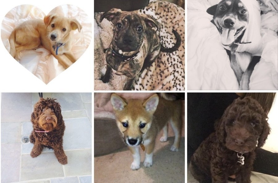 Ariana_grandes_dogs