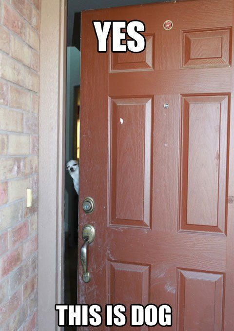 Dog-answers-the-door