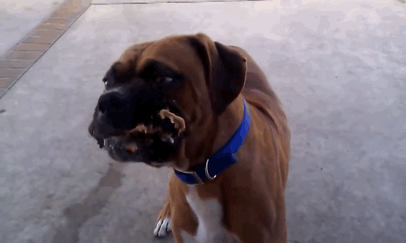 Dogs-Eating-Peanut-butter-16