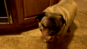 Pug-Licking-Its-Own-Face
