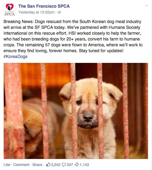 Korean meat farm rescued dogs
