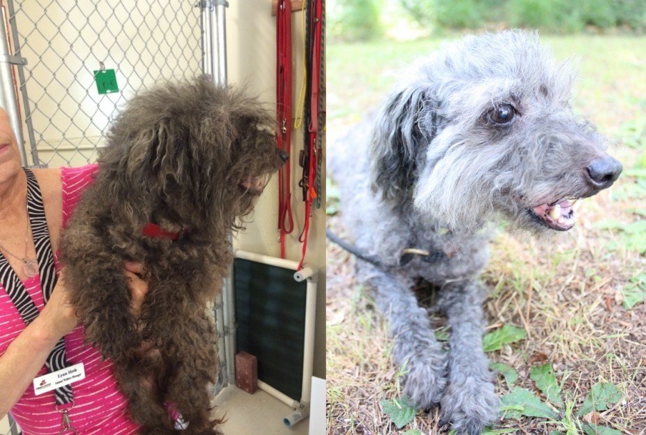 Sparky-before-after-931x627