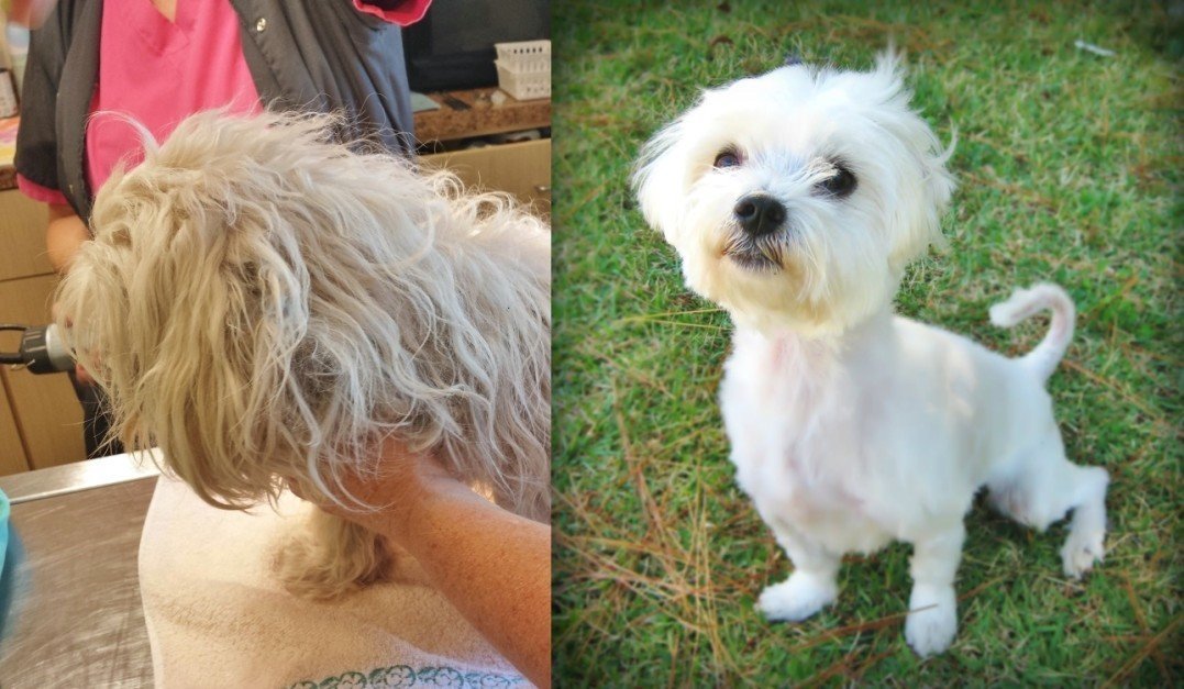 Toby-before-after-1077x627