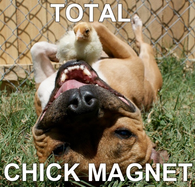 Total Chick Magnet Pit Bull Dog