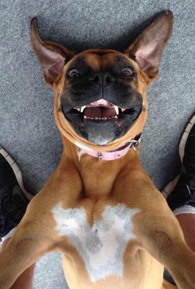 demon_dog_selfie