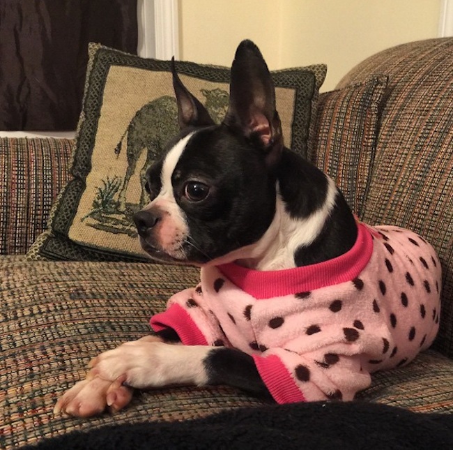 boston-terrier-pajamas