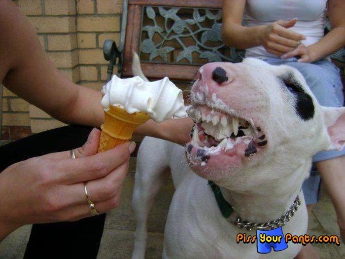 cute-picture-dog-eat-ice-cream