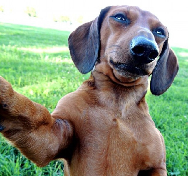 dachshund_selfie