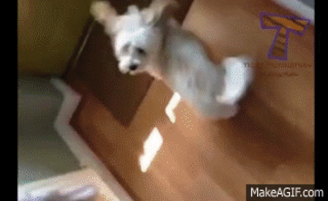 dog jumping at door