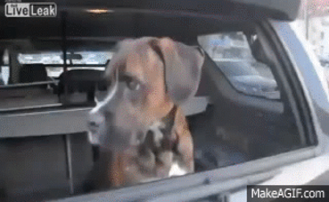dog jumps out of car