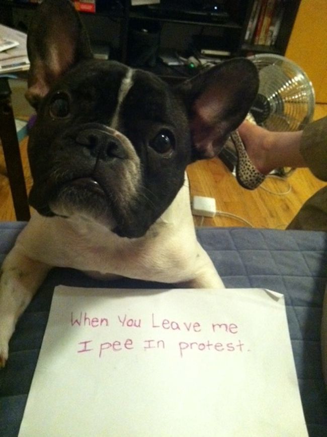 dog-pees