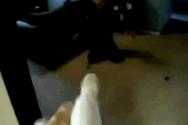 dog tackles owner