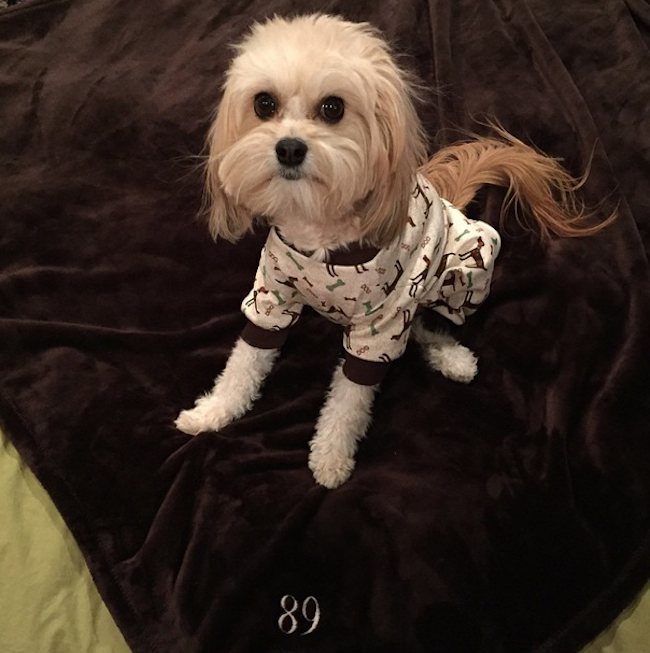 dog-wearing-pajamas