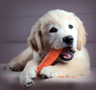 dog_eating_carrot