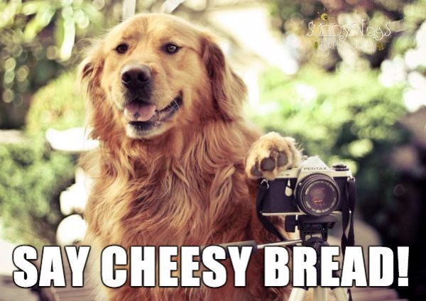 dog_photographer_cheesybread