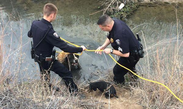 Belen fire fighters and police officers rescue a dog at a local drainage ditch on Feb 16, 2015. (Courtesy of Belen Fire  Rescue) mpetroski@abqjournal.com Fri Feb 20 14:56:12 -0700 2015 1424469371 FILENAME: 187749.jpg
