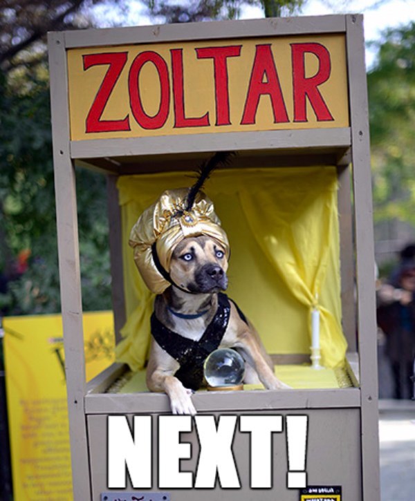 zoltar-dog-fortune-teller