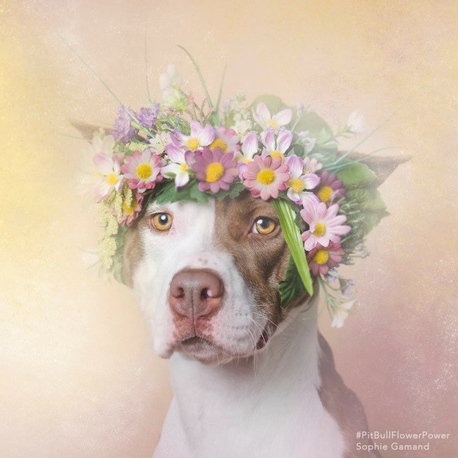 flower-crown-dog
