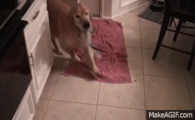 dog wants to go for a walk