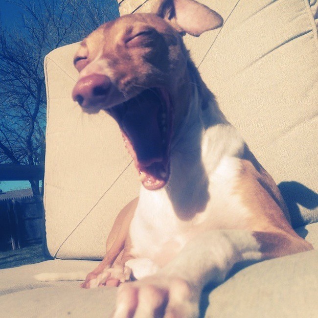 greyhound-laugh