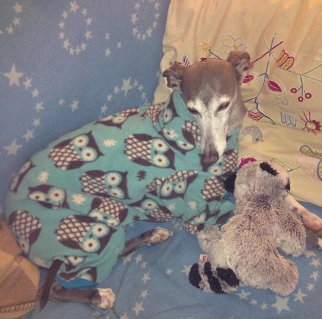 greyhound-pajamas