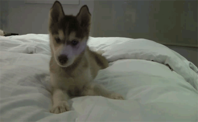 husky attacking the day