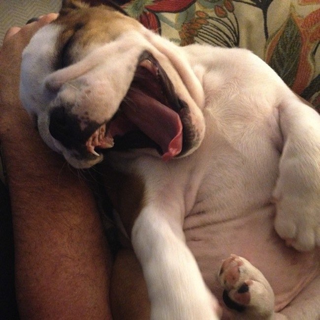 laughing-bulldog
