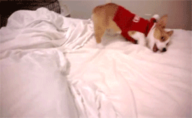 puppy falling off bed