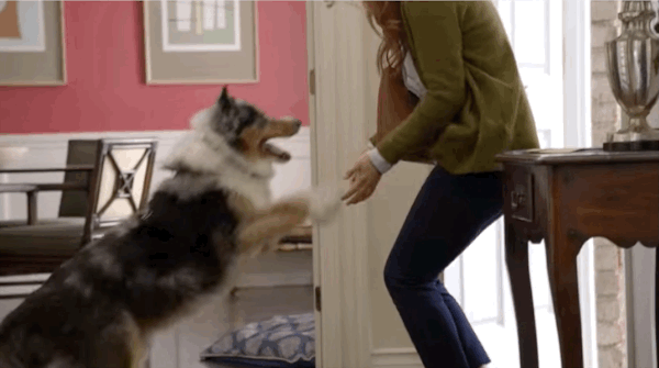 standard-dog-greeting-jump