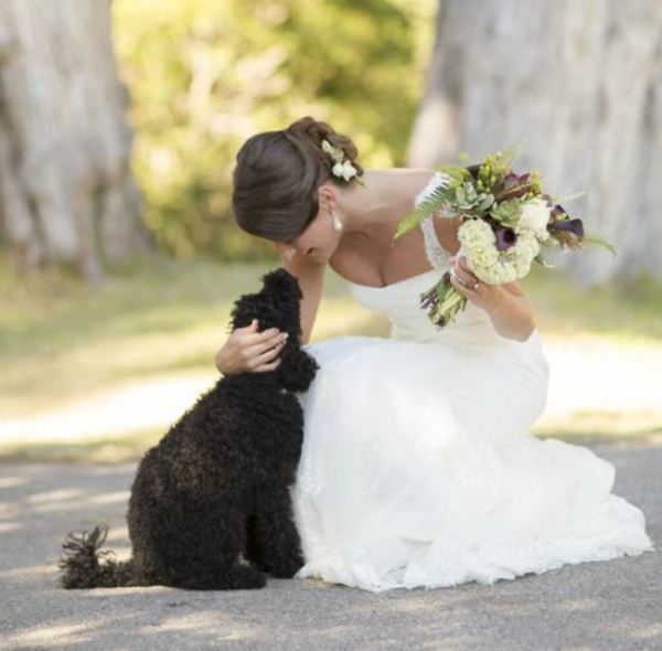 wedding black poodle fabric story