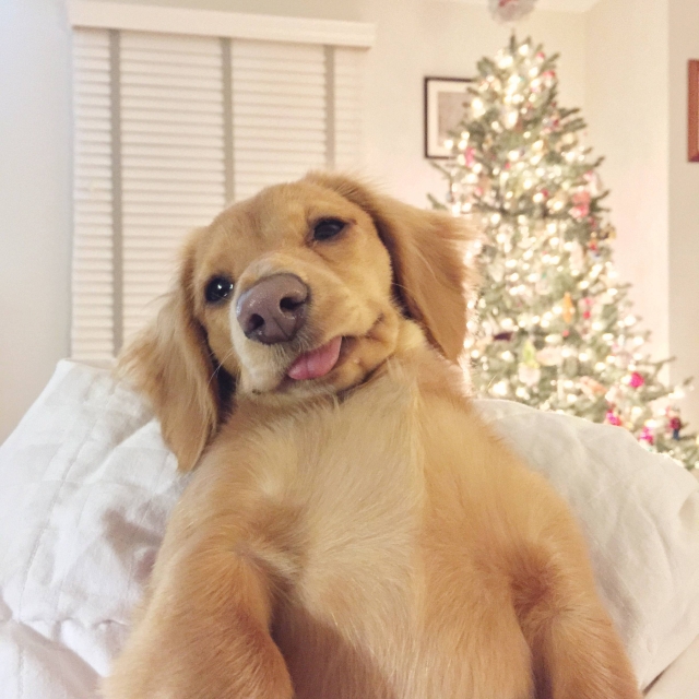 puppy_derp_selfie