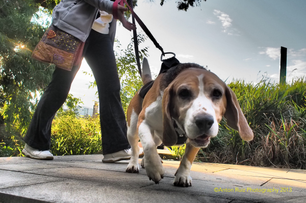 Walkin the Beagle