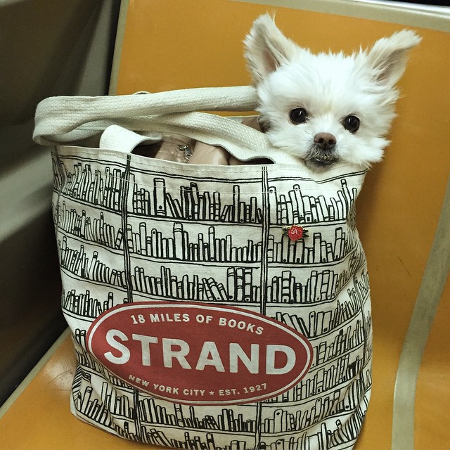 dog strand bag subway