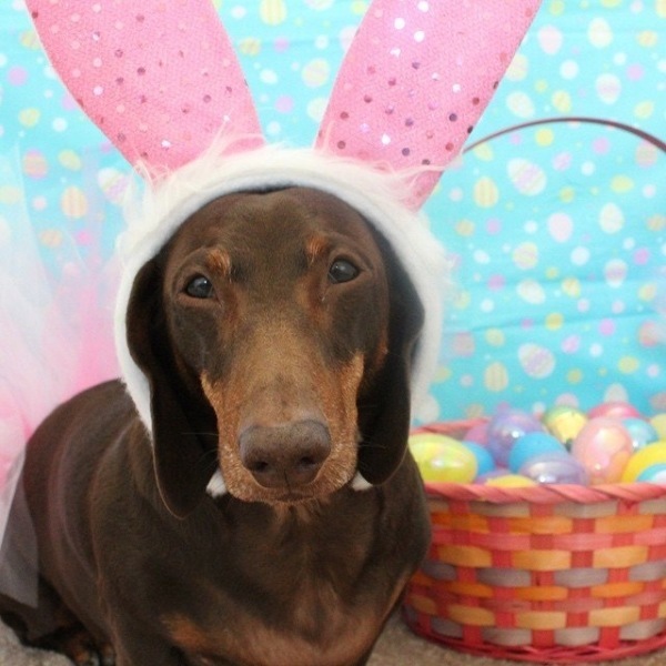 Easter Bunny Pup