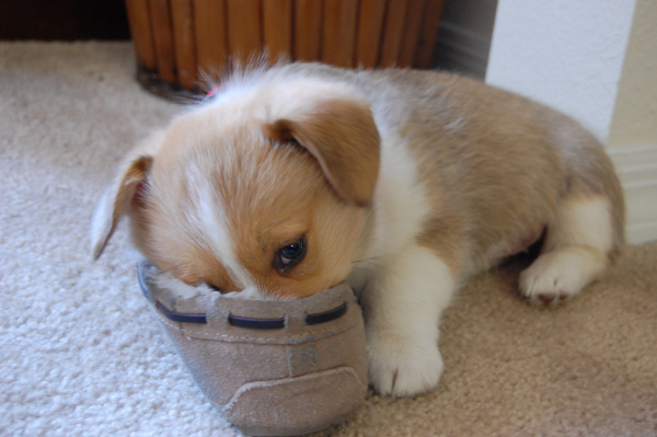 shoe pup