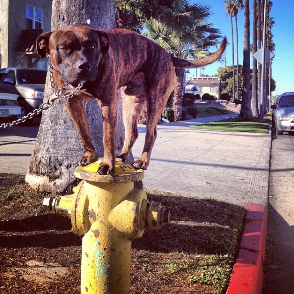 Hydrant Pup