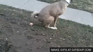 Dangling Dog Poop