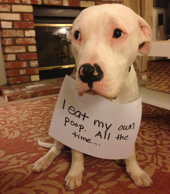 Dog Shaming Eats Own Poop