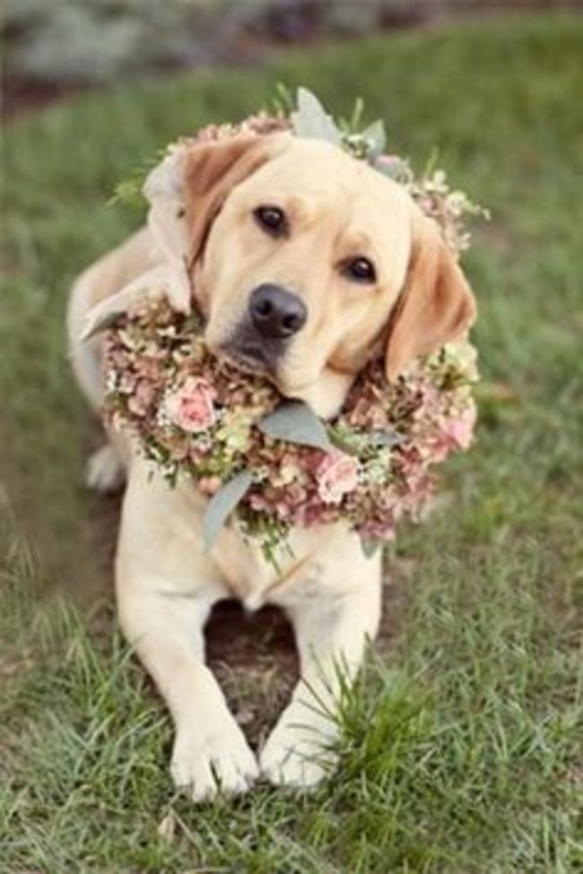 Dog of Honor Floral Collar